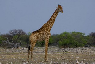 710 Namibia Okt 2006 .JPG
